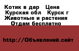 Котик в дар › Цена ­ 1 - Курская обл., Курск г. Животные и растения » Отдам бесплатно   